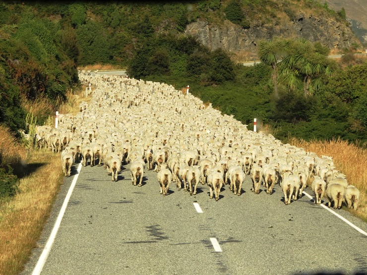 In New Zealand, there are much more sheep than people, and they often